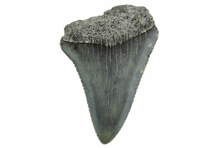 Serrated, Fossil Great White Shark Tooth - South Carolina #374671